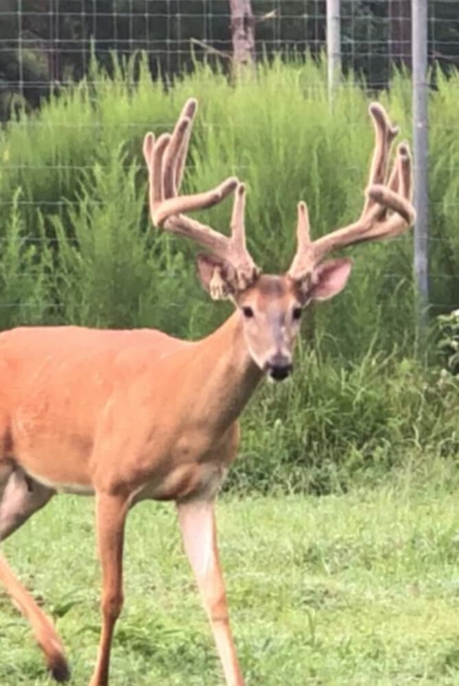 Prime Hunting Paradise with Luxury Lodge & Lakes in Deer Park, Alabama - photo 10