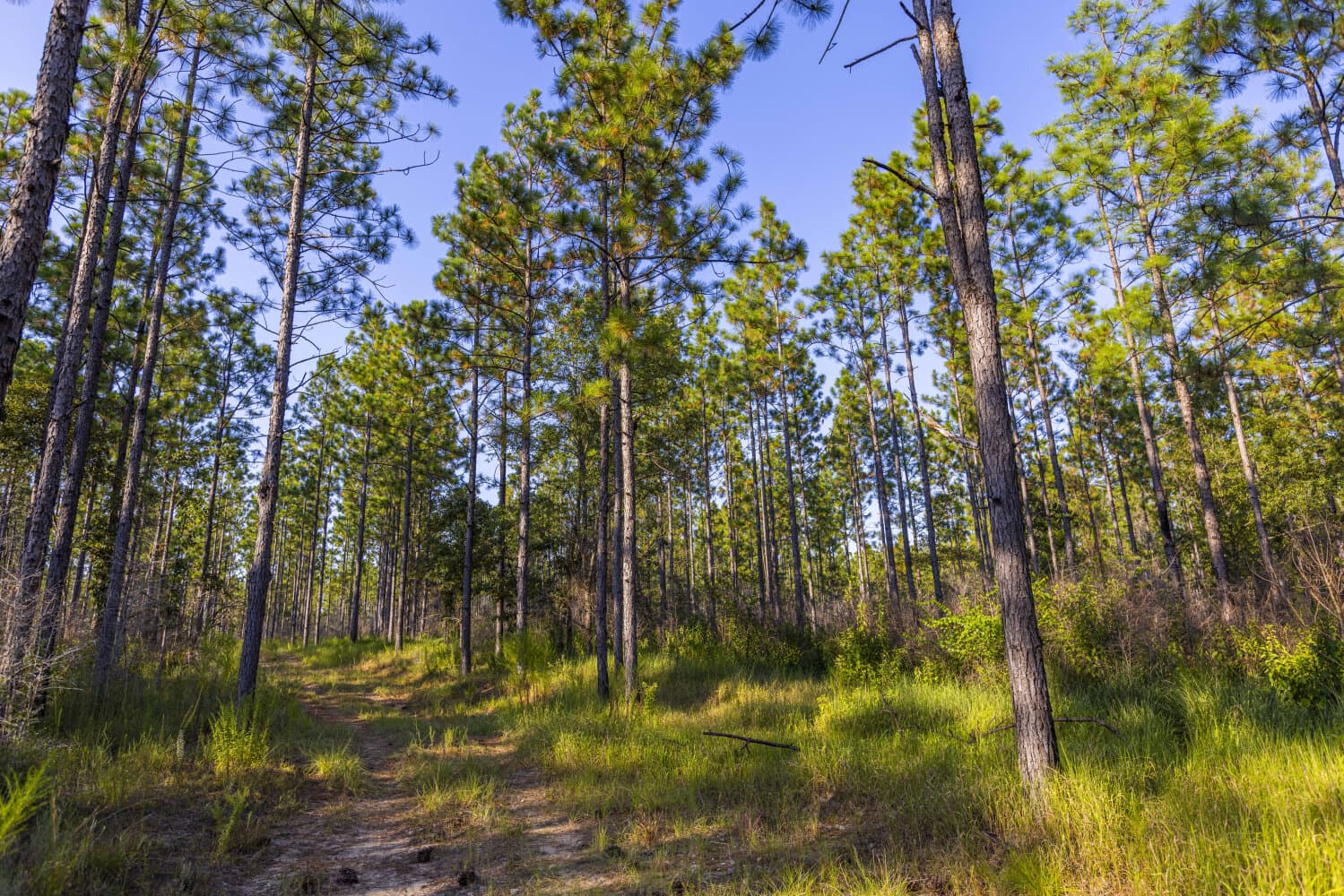 Prime Hunting Paradise with Luxury Lodge & Lakes in Deer Park, Alabama - photo 71