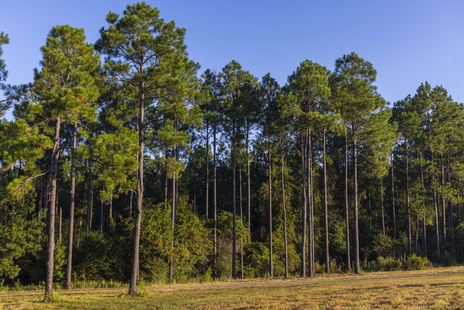 Prime Hunting Paradise with Luxury Lodge & Lakes in Deer Park, Alabama - photo 82