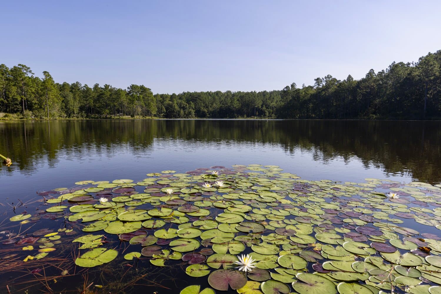 Prime Hunting Paradise with Luxury Lodge & Lakes in Deer Park, Alabama - photo 17