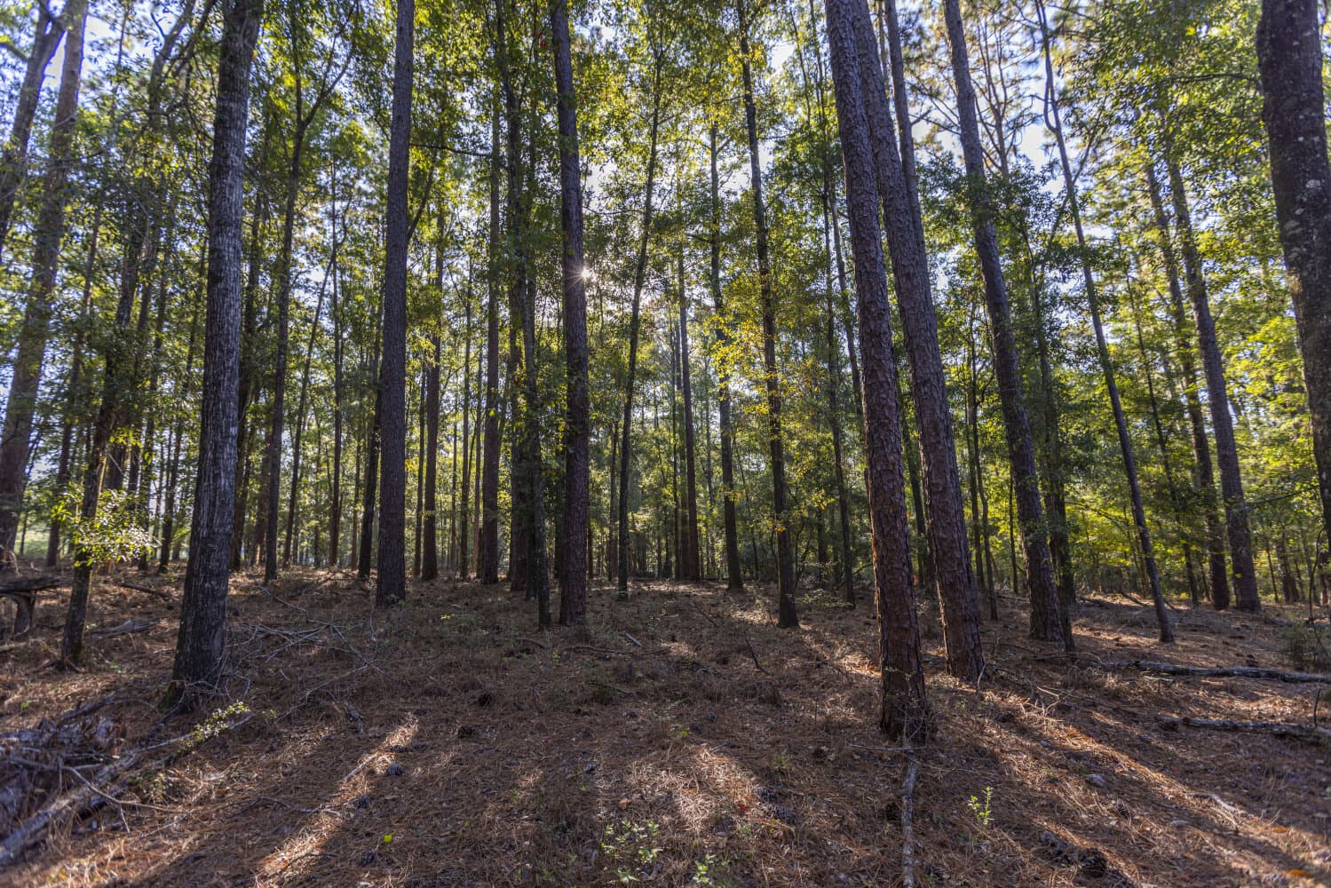 Prime Hunting Paradise with Luxury Lodge & Lakes in Deer Park, Alabama - photo 64