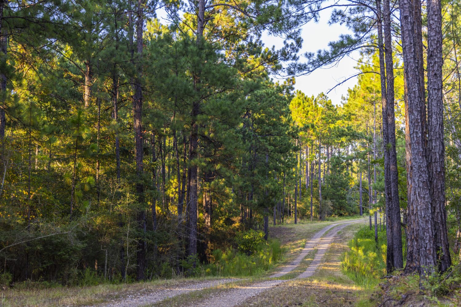 Prime Hunting Paradise with Luxury Lodge & Lakes in Deer Park, Alabama - photo 23