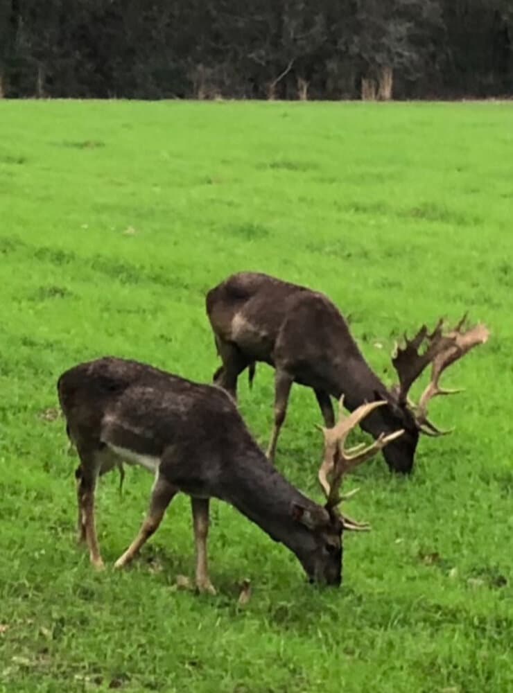 Prime Hunting Paradise with Luxury Lodge & Lakes in Deer Park, Alabama - photo 13