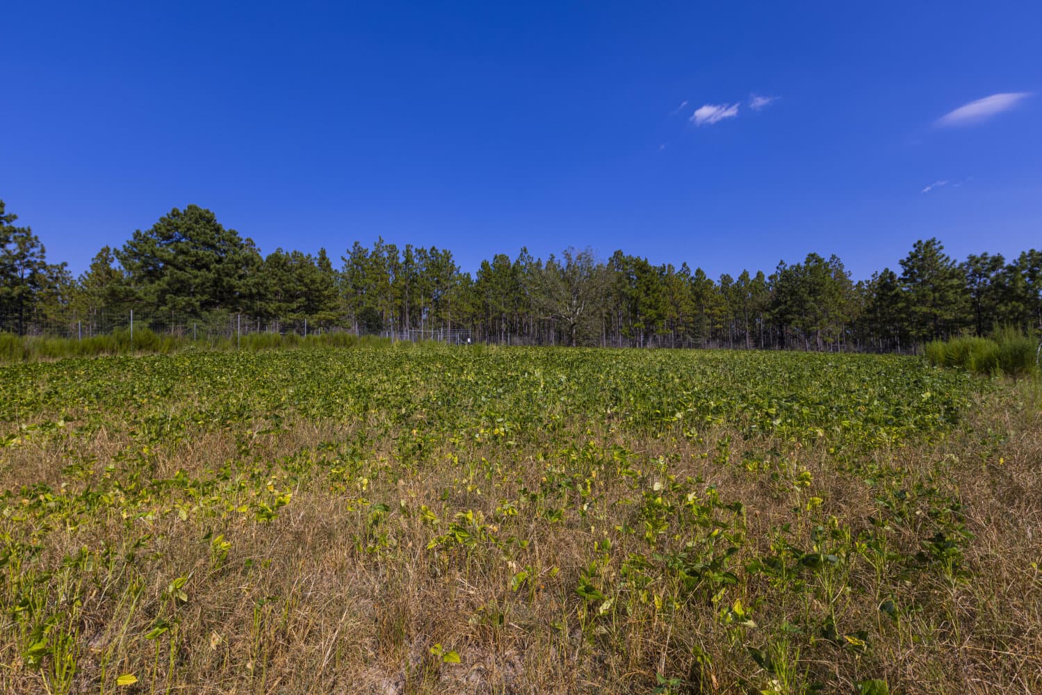 Prime Hunting Paradise with Luxury Lodge & Lakes in Deer Park, Alabama - photo 79