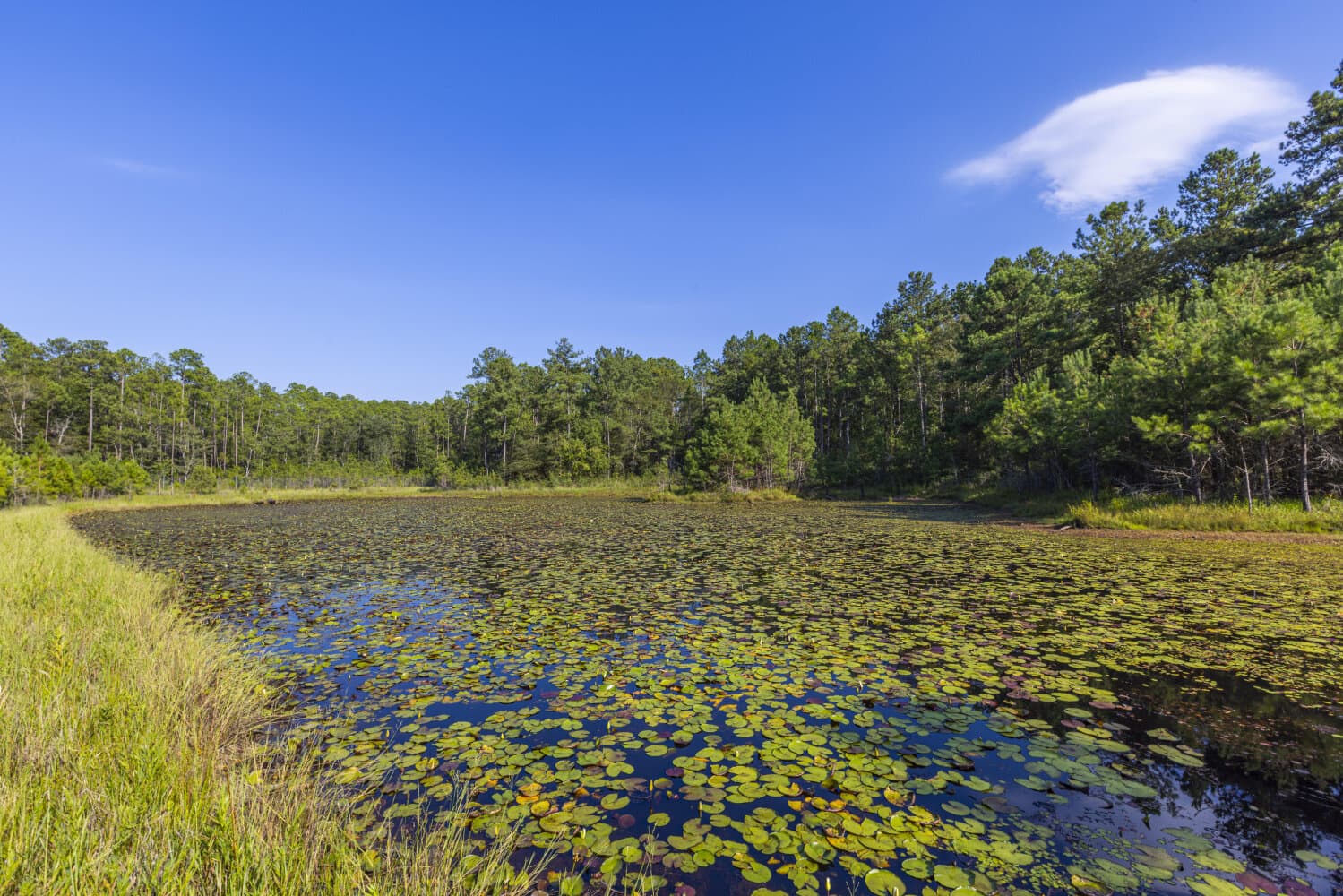 Prime Hunting Paradise with Luxury Lodge & Lakes in Deer Park, Alabama - photo 75