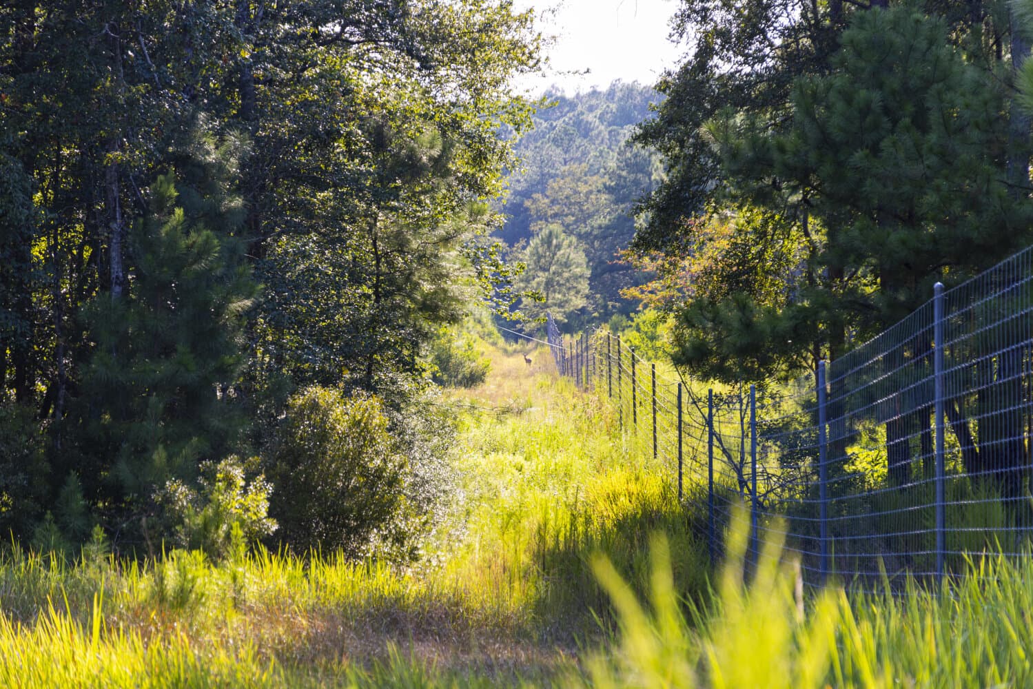 Prime Hunting Paradise with Luxury Lodge & Lakes in Deer Park, Alabama - photo 66