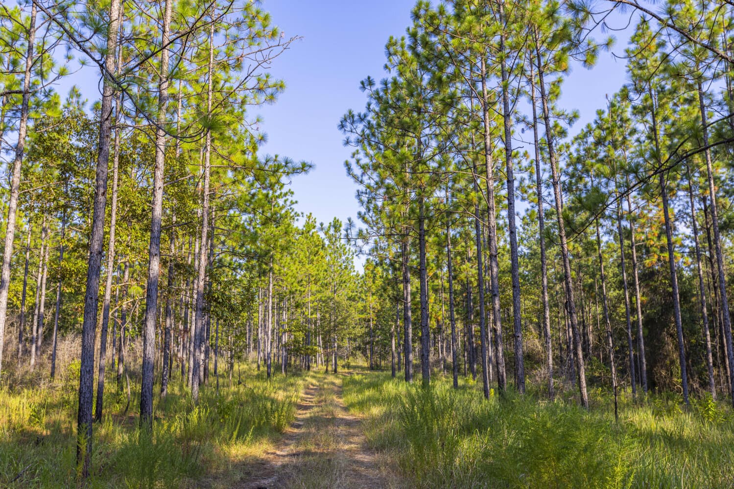 Prime Hunting Paradise with Luxury Lodge & Lakes in Deer Park, Alabama - photo 72