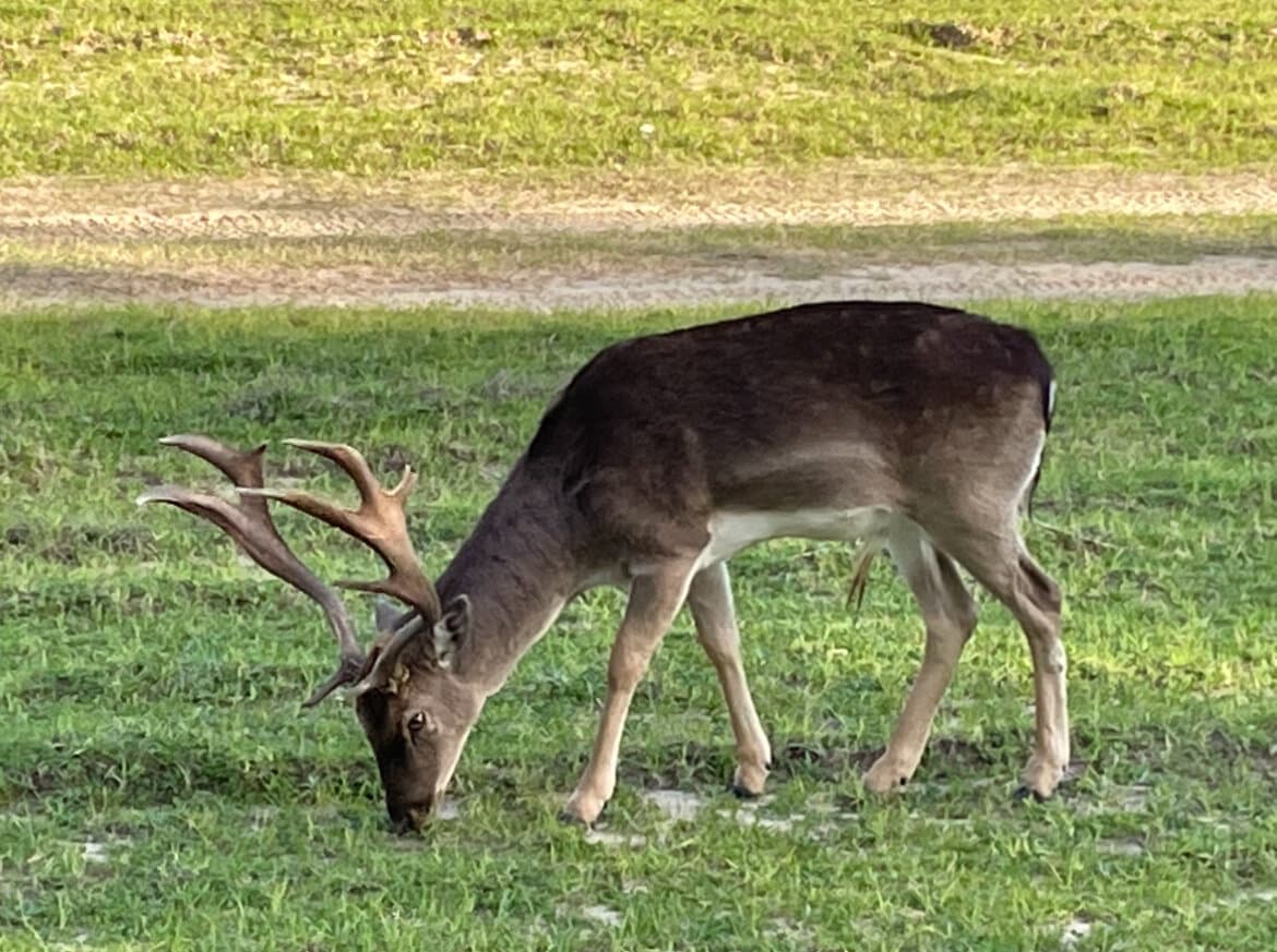 Prime Hunting Paradise with Luxury Lodge & Lakes in Deer Park, Alabama - photo 12