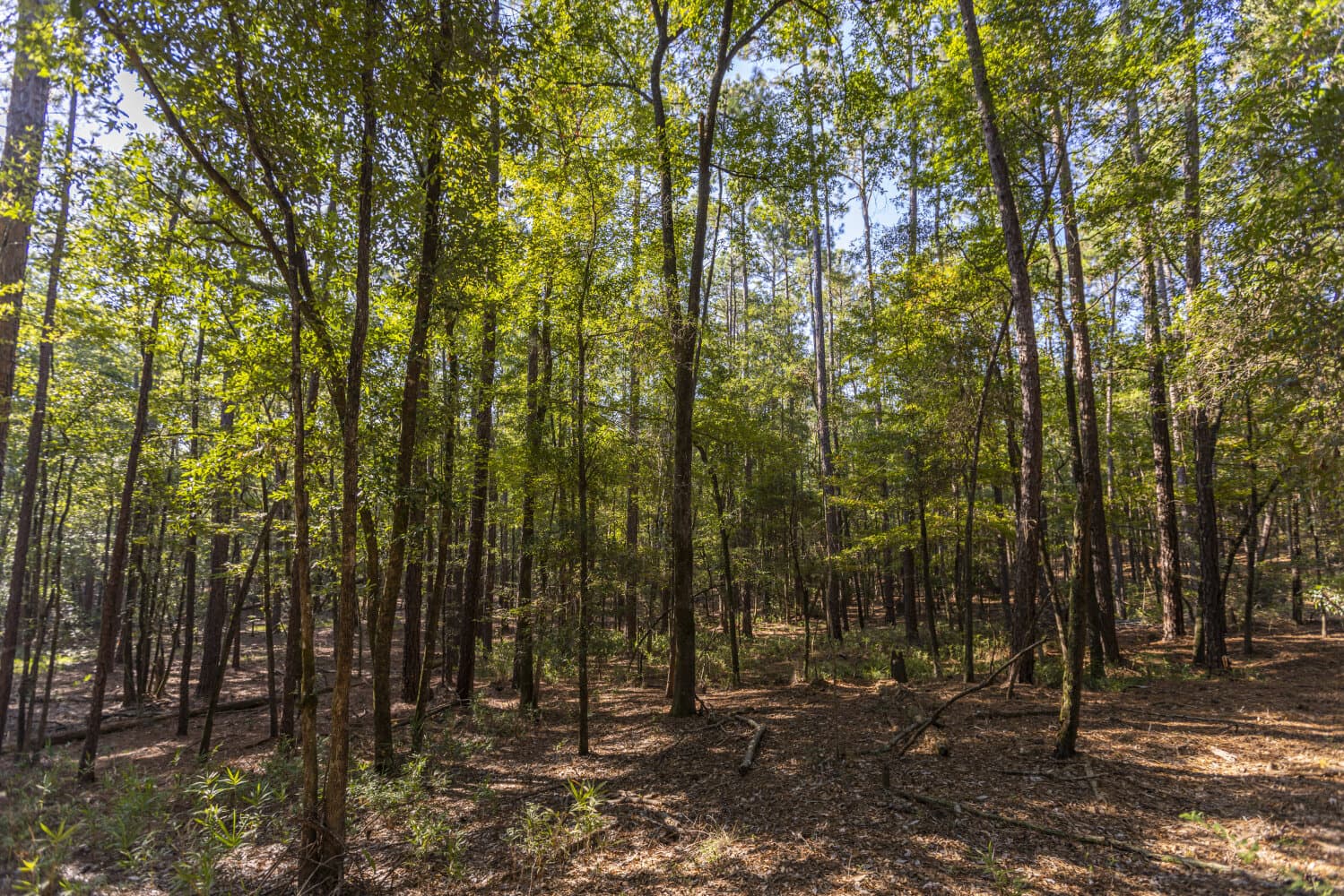 Prime Hunting Paradise with Luxury Lodge & Lakes in Deer Park, Alabama - photo 61