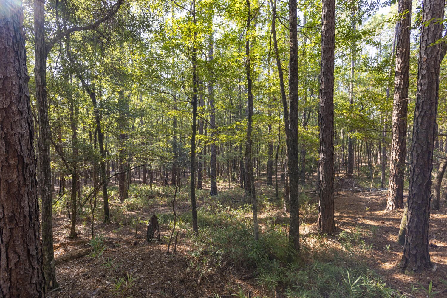 Prime Hunting Paradise with Luxury Lodge & Lakes in Deer Park, Alabama - photo 60