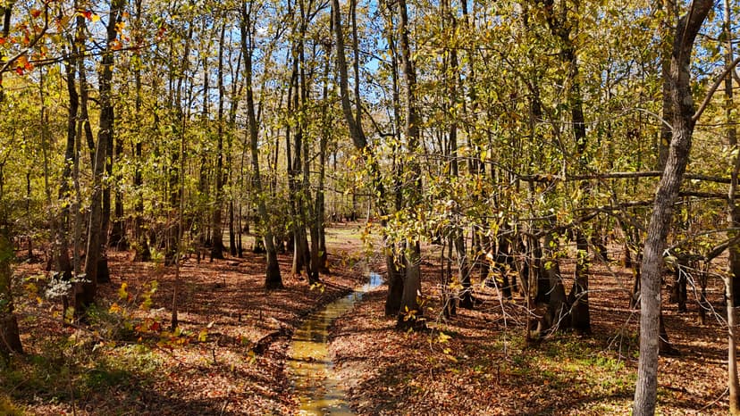 280 Acres in Tallahatchie County, MS