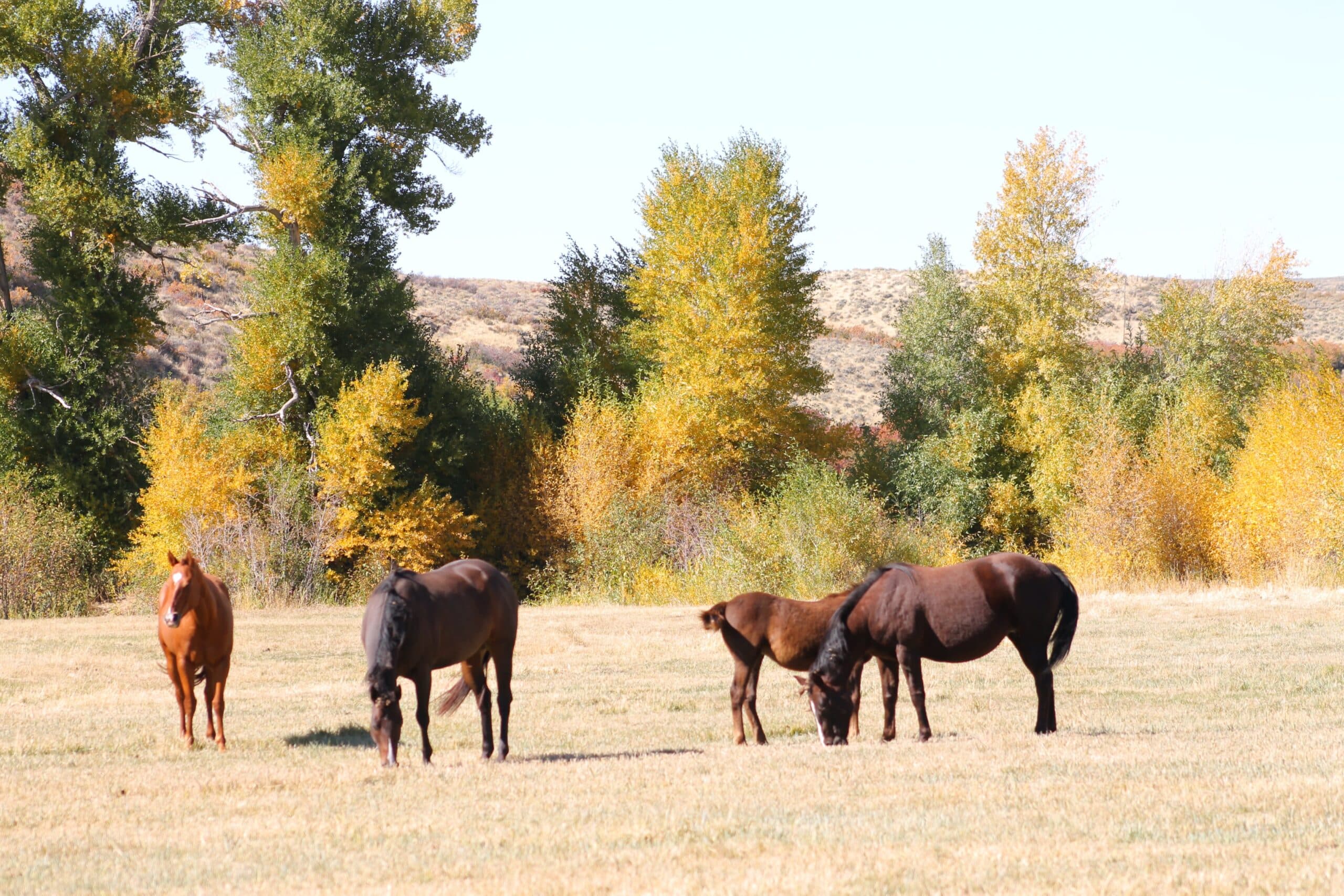 The Slater Dixon Ranch - land for sale