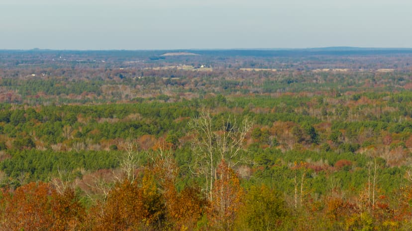 Pineywoods Ranch 613