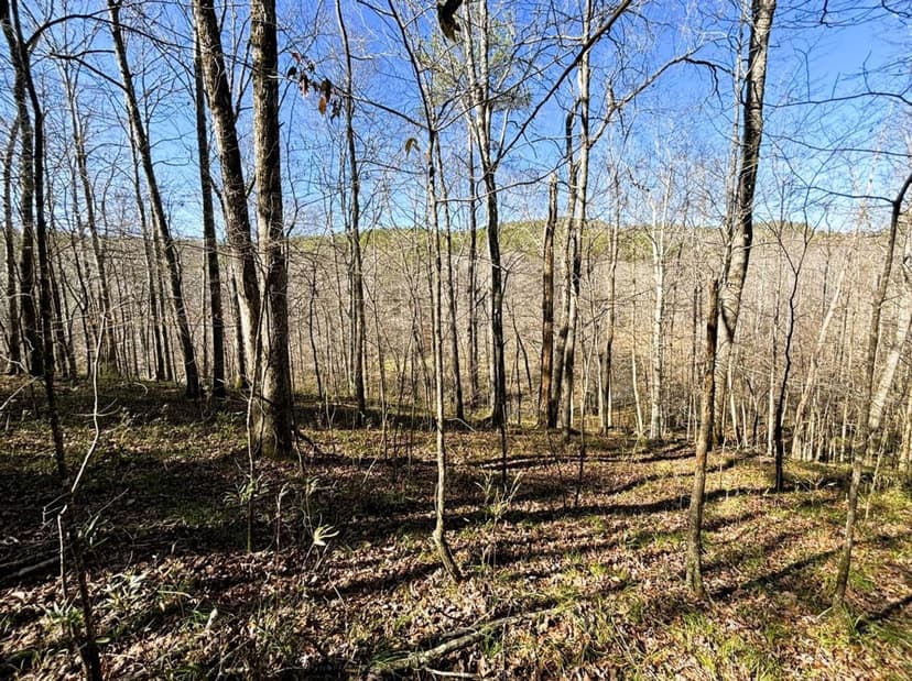 Recently Reduced! 195 Acres Adjoining Bankhead National Forest