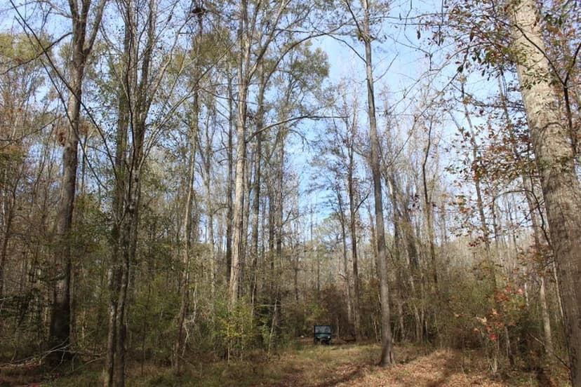 Old Lock One Road, Coffeeville, Alabama