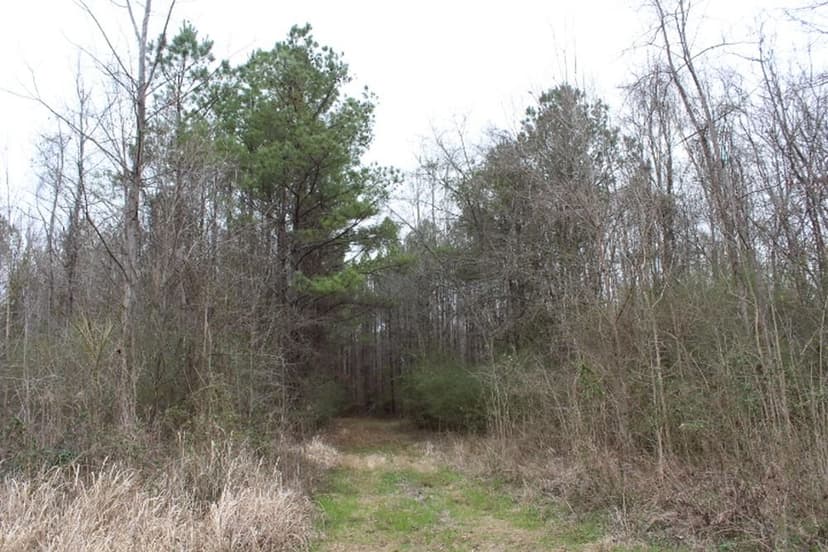 Chickasaw Bogue Hunting Property - 550 acres