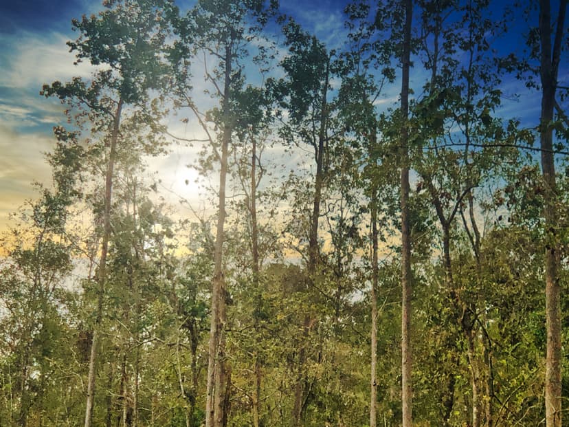 Price Reduced: 80 Acres | Oleander Drive