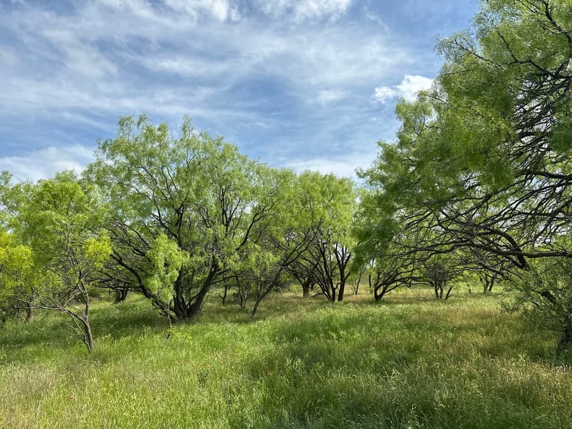Price Improvement!! 13.1 Acres (Tract 9), Callahan County
