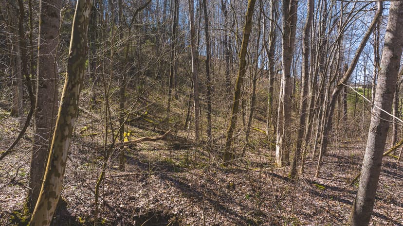 Untamed Tennessee Paradise: 10+ Acres, Spring Flow, Camper & Tiny Home Haven - Bid Now!