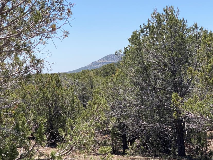 Land For Sale In Williams, Arizona