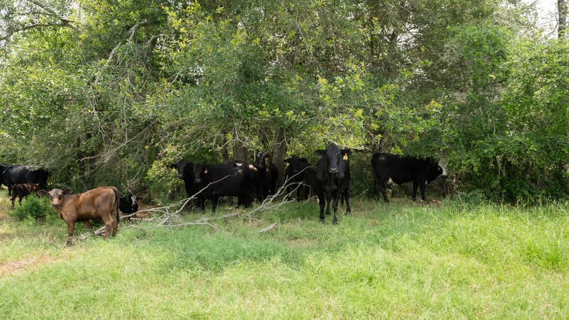 110 Acres in Burleson County