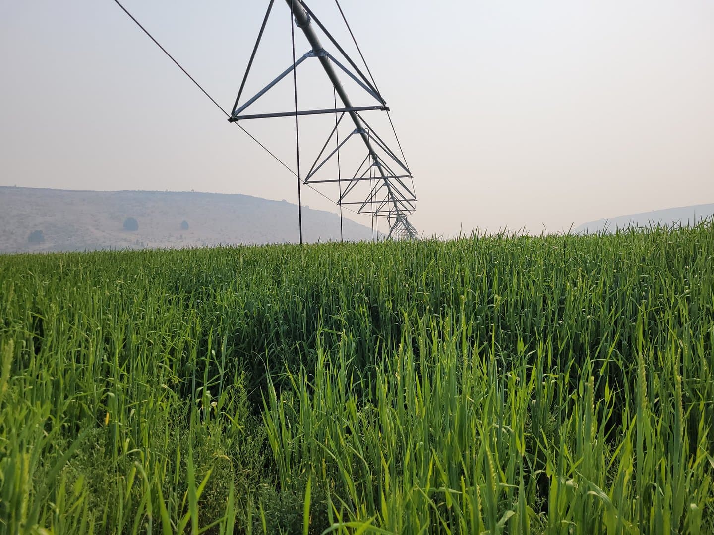 Productive Farm with strong water and multiple houses minutes from town in Burns, Oregon - photo 27