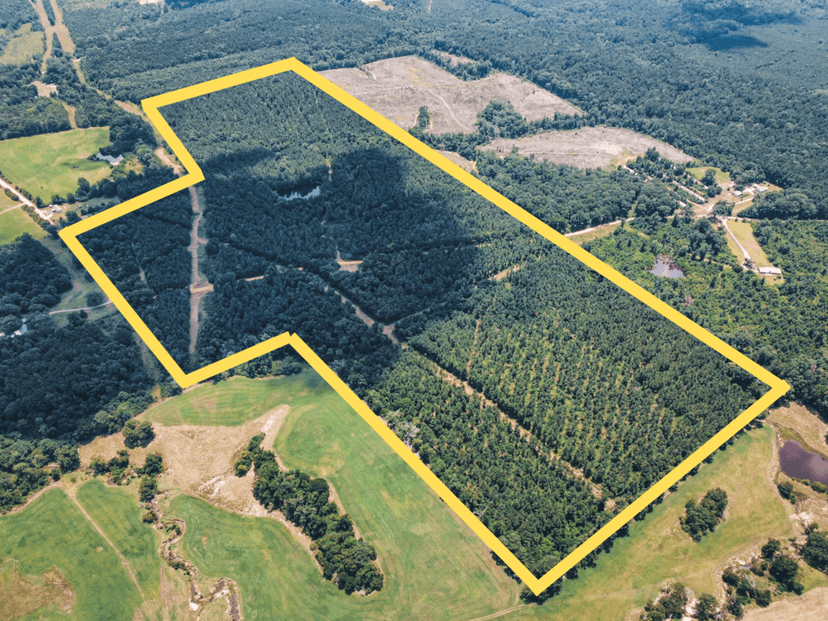 Downsville 135 - Union Parish Timberland for Sale