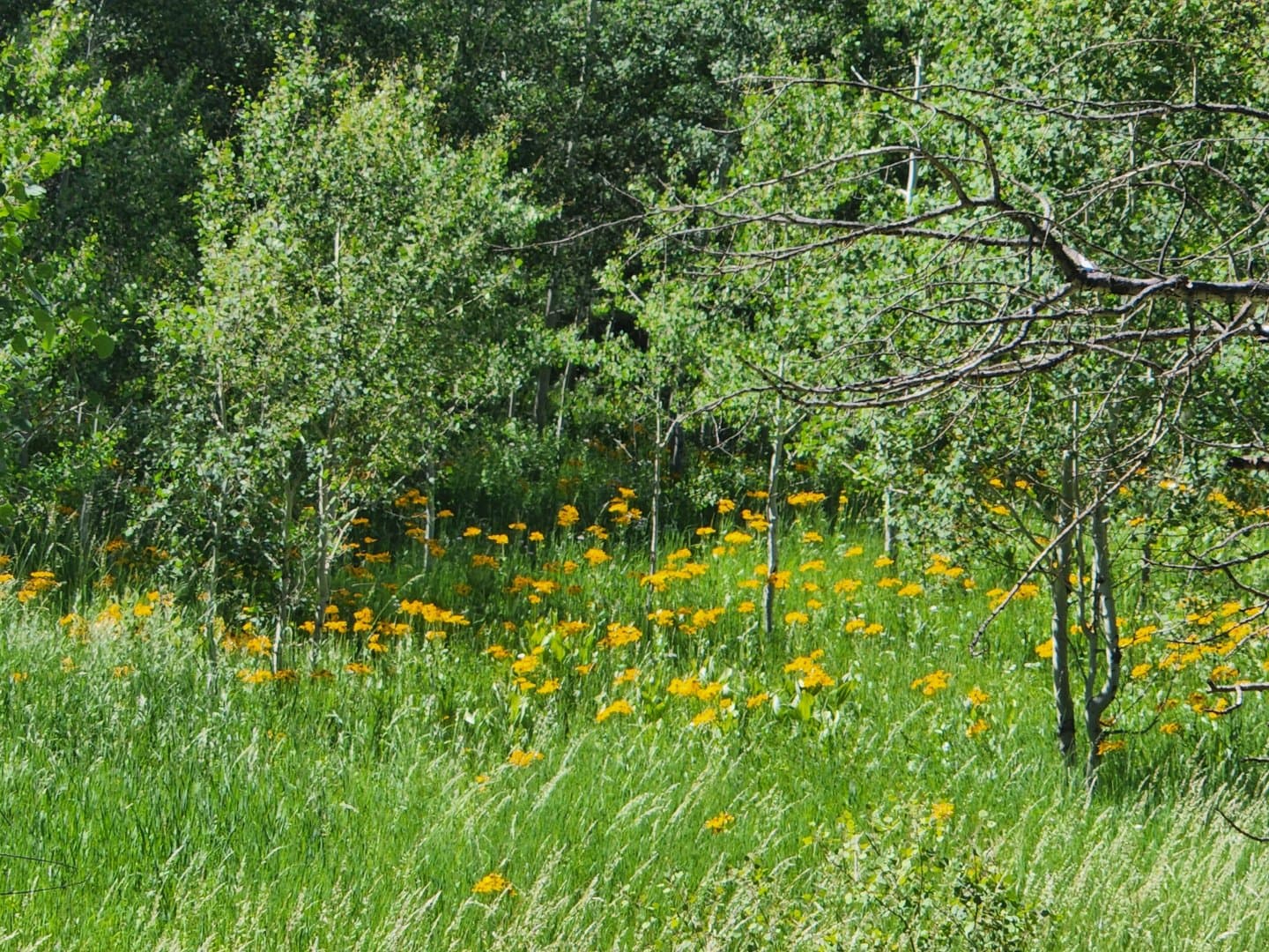 Oak Creek Cabin in Oak Creek, Colorado - photo 31