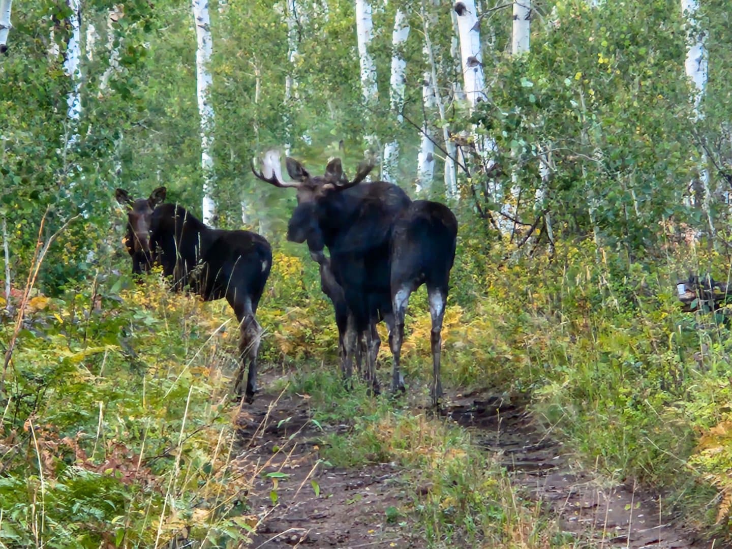 Oak Creek Cabin in Oak Creek, Colorado - photo 36