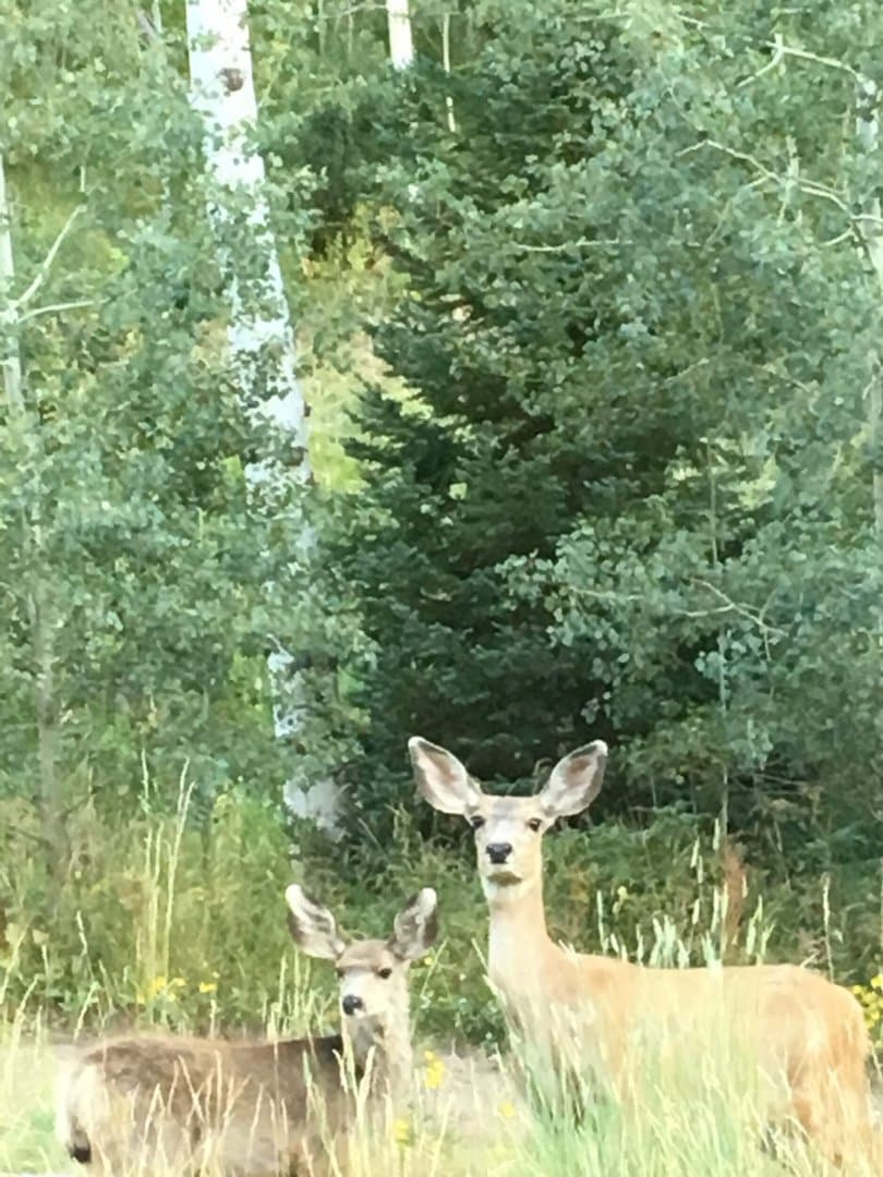 Oak Creek Cabin in Oak Creek, Colorado - photo 46