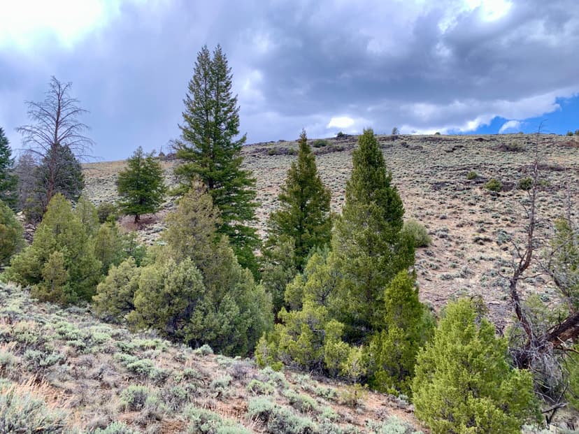 Little Boy and Mayflower Patented Lode Mining Claims- Saguache County CO