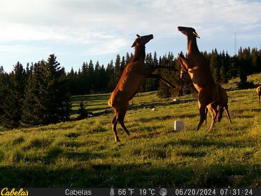 23500 Donnell Park Way, Weston in Weston, Colorado - photo 46