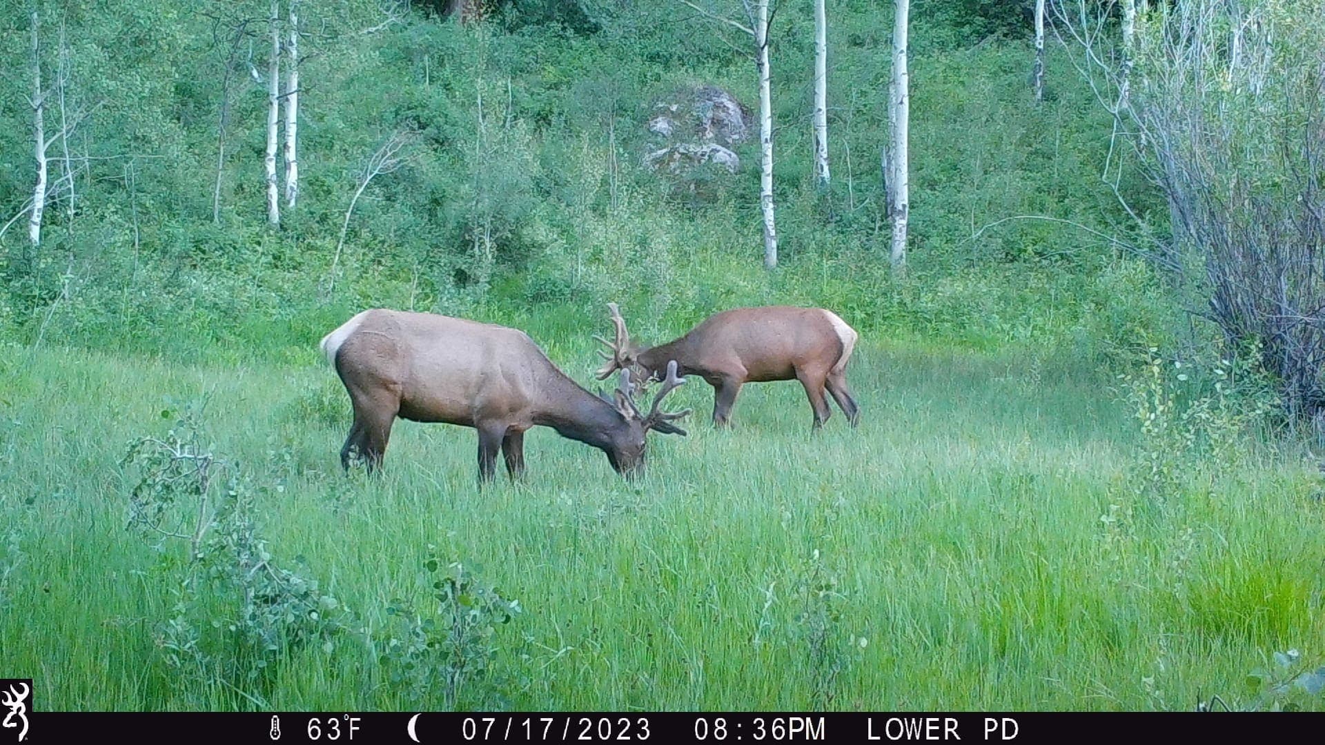 Cow Creek Ranch in Rifle, Colorado - photo 42