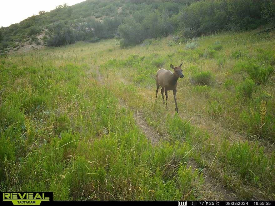 Cow Creek Ranch in Rifle, Colorado - photo 57