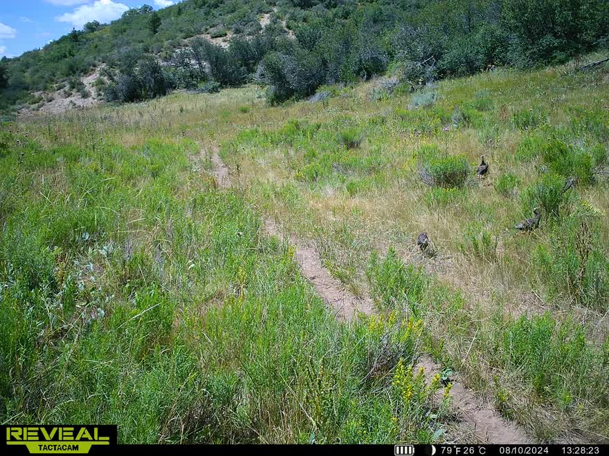 Cow Creek Ranch in Rifle, Colorado - photo 59