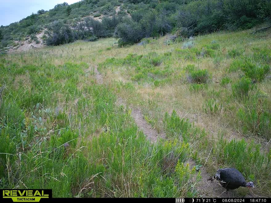 Cow Creek Ranch in Rifle, Colorado - photo 62