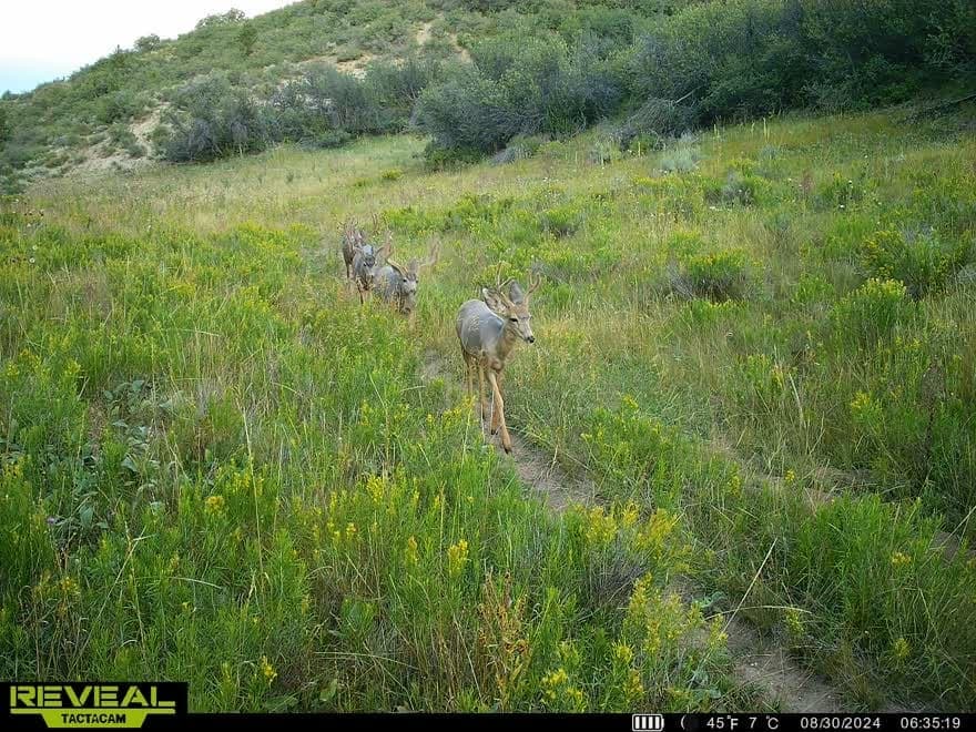 Cow Creek Ranch in Rifle, Colorado - photo 66