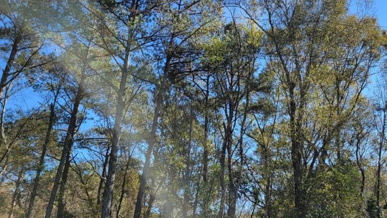 3.9 Acres in Jones County in Laurel, MS