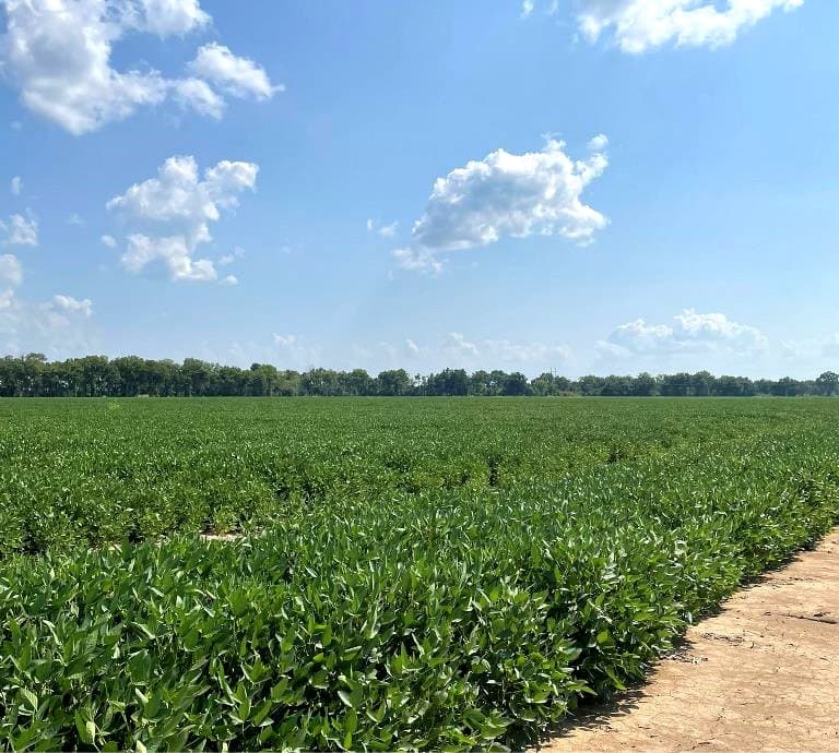 600 Acres in Sharkey County in Rolling Fork, MS
