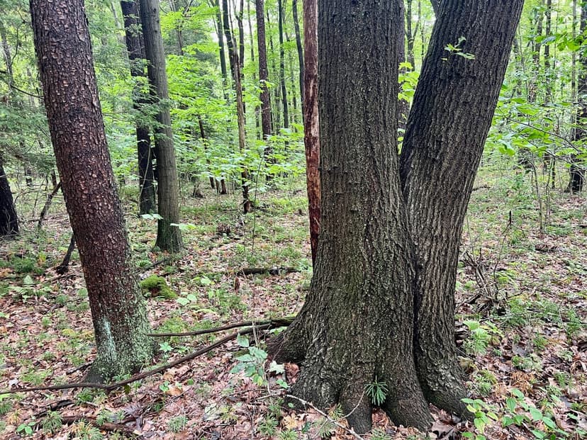 Ben Franklin Hwy., Cambria County - 61 acres