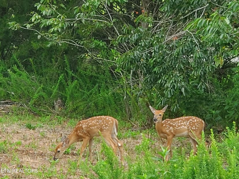 Lots & Land-Other in Harriman