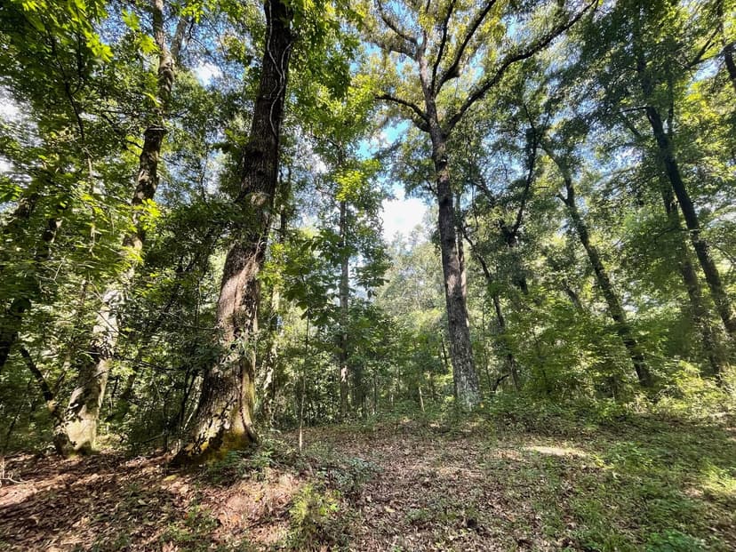 20 Acre Potential Homesite in Prattville