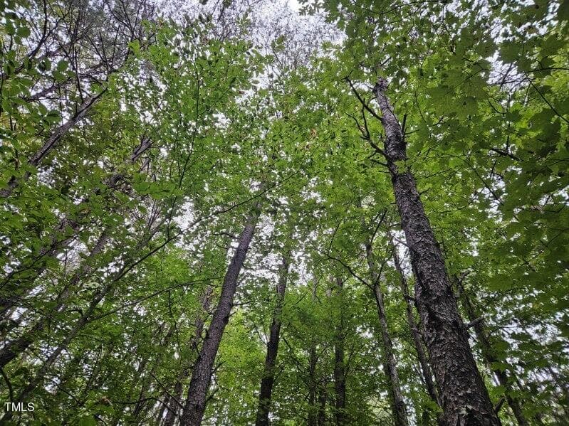 Lot 3 Doll Branch Road