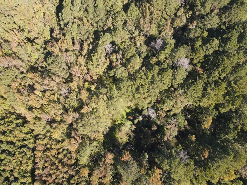 20 Acres in Leake County, MS