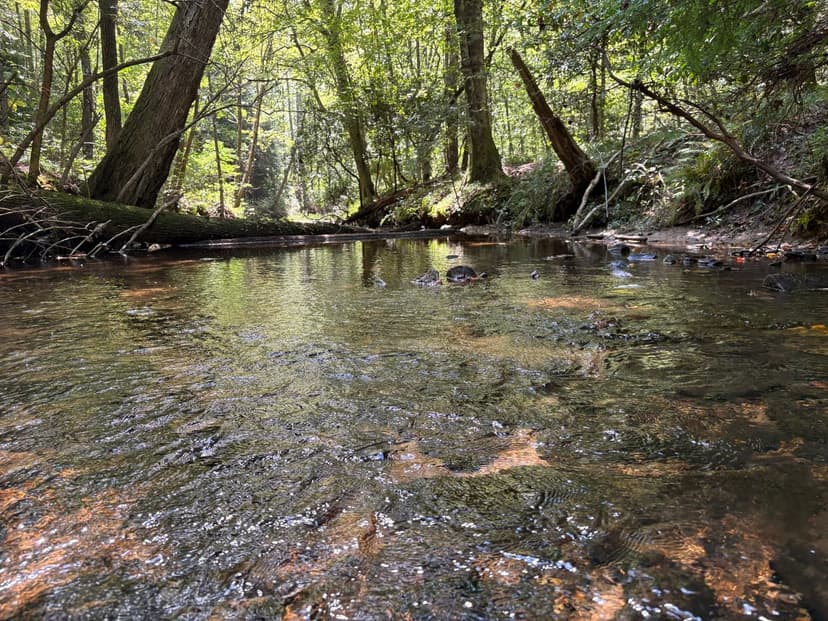 Tract 2 56 +/- Acres in Franklin Co., AL