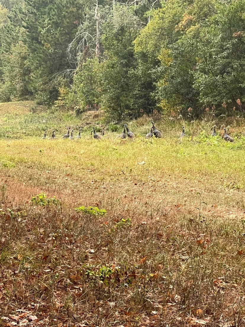 Union Texas Road Tract, Bossier Parish, +/- 140 Acres