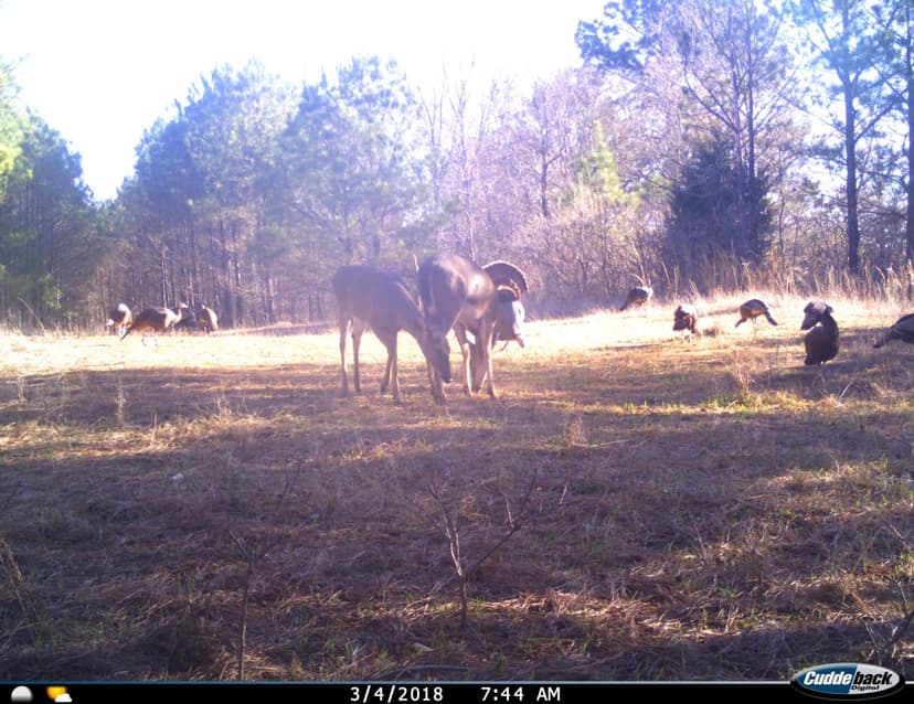 86 Acres in Lafayette County, MS