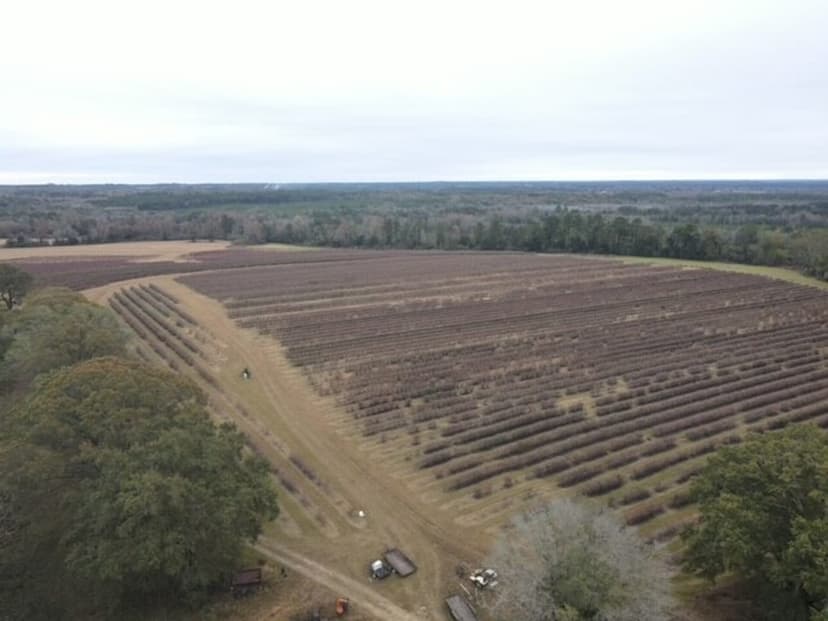 Ramey Blueberry Farms