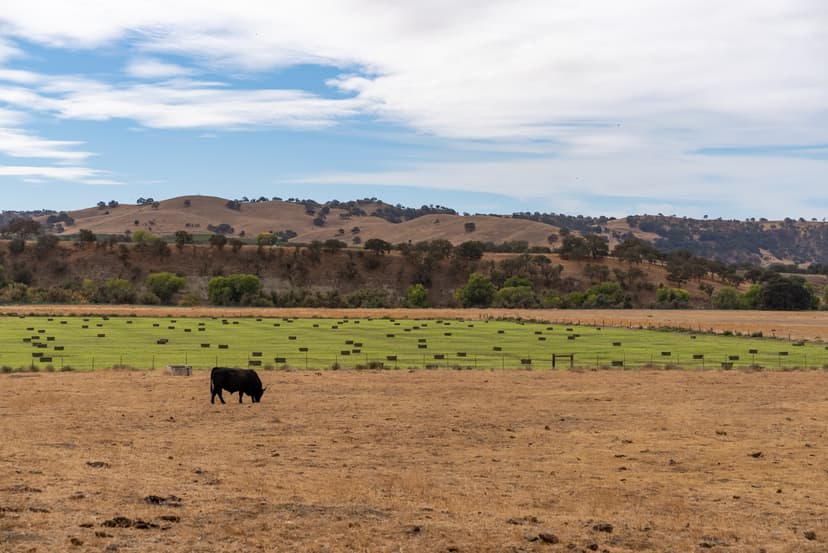 Vineyard Hill Irrigated Ground