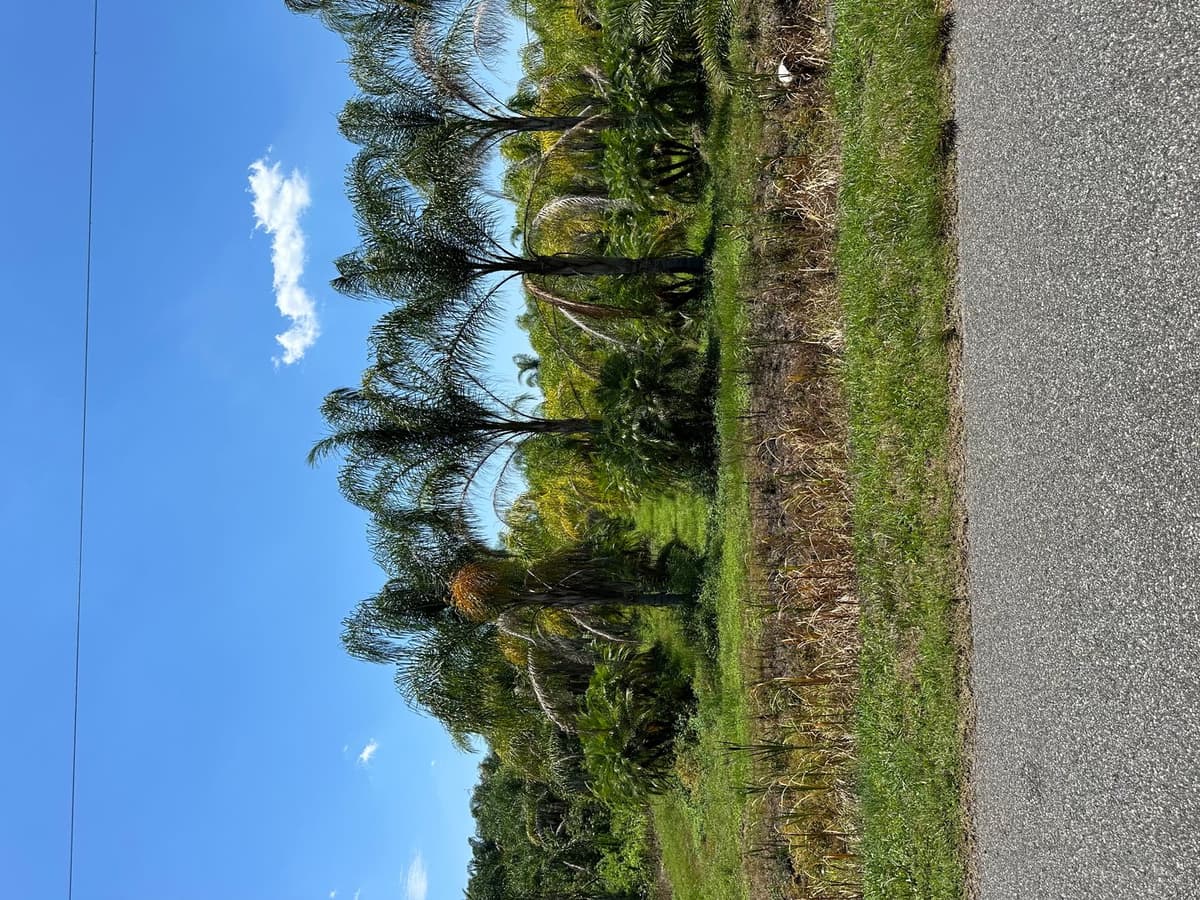 Philips Rch Phillips Ranch - Farm in Bunnell, Florida For Sale | Land Broker MLS